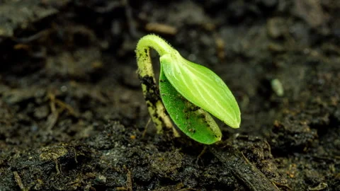 Growing plants in time lapse, Newborn Cucumber Sprouts Germination in Soil Stock Footage 256980478