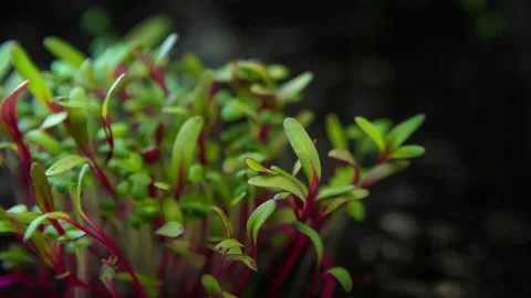 Growing plants time-lapse, red stalk green leaves microgreens grow in timelapse Stock Footage 131445818