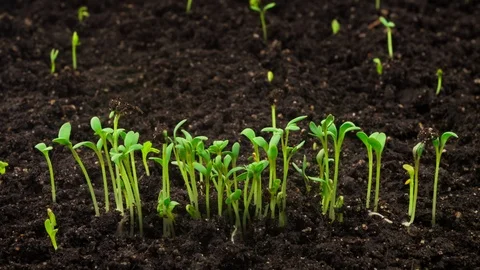 Growing plants in time lapse, sprouts germination newborn cress salad greenhouse Stock Footage 108115696