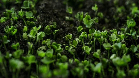Growing plants in time-lapse, sprouts germination in greenhouse agriculture Stock Footage 129567294