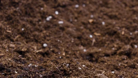 Growing Plants Timelapse Bean Sprouts Germination Stock Footage 123166126