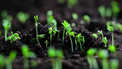 Growing Plants Timelapse Cress Salad Sprouts Germination Healthy Food Concept Stock Footage
