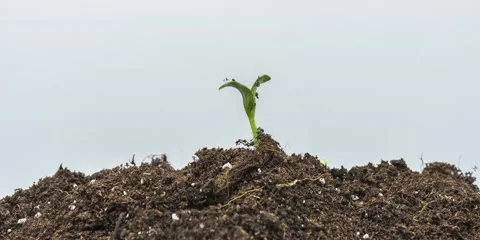 Growing Plants in Timelapse Stock Footage 142551867