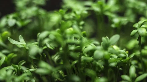 Growing plants timelapse. microgreens growing, urban farming and organic farming Stock Footage 143976896