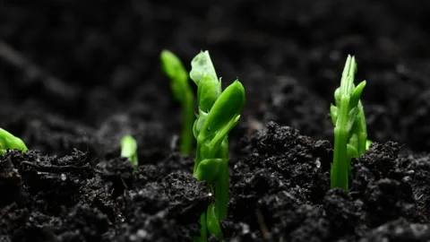 Growing plants Timelapse Pea Sprouts Germination Healthy Food Concept Vidéo 202074673