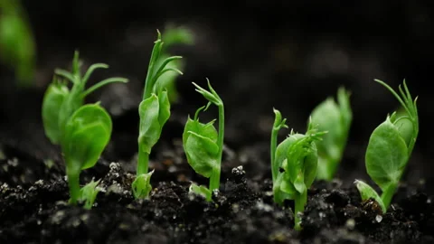 Growing plants Timelapse Pea Sprouts Germination Healthy Food Concept Stock Footage 202074897