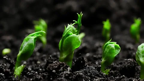 Growing plants Timelapse Pea Sprouts Germination Healthy Food Concept Stock Footage 202075280