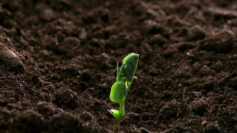 Growing Plants Timelapse Sprouts Germination Stock Footage 84860589