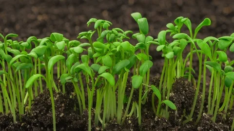 Growing plants timelapse, sprouts germination newborn plant in greenhouse Stock Footage