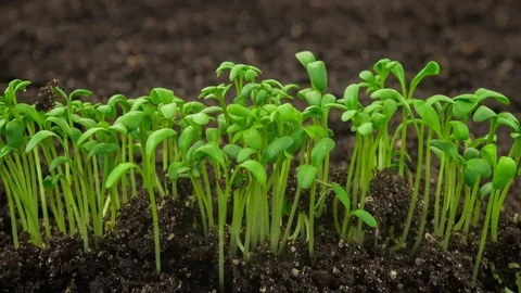 Growing plants timelapse, sprouts germination newborn plant in greenhouse Stock Footage 112225681