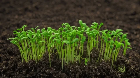 Growing plants timelapse, sprouts germination newborn plant in greenhouse Video stock 112226541