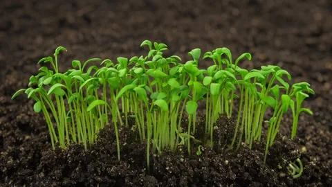 Growing plants timelapse, sprouts germination newborn plant in greenhouse Stock Footage 112228760
