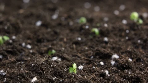 Growing plants in timelapse, Sprouts Germination newborn plant in Greenhouse Stock Footage 124734087