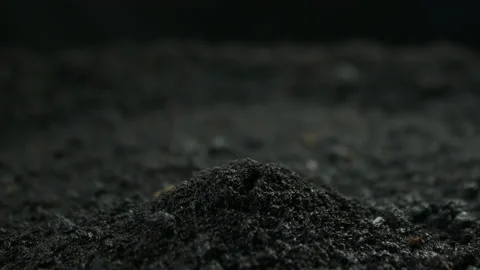 Growing plants in timelapse, Sprouts Germination newborn plant Stock Footage 138453287