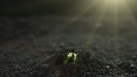 Growing plants in timelapse, Sprouts Germination newborn seeds Stock Footage 220157413