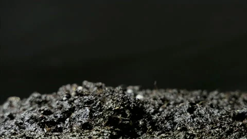 Growing plants in timelapse, Sprouts Germination newborn plant Stock Footage 231343529