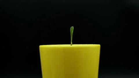 Growing plants in timelapse, Sprouts Germination newborn plant. A timelapse Stock Footage 269040205