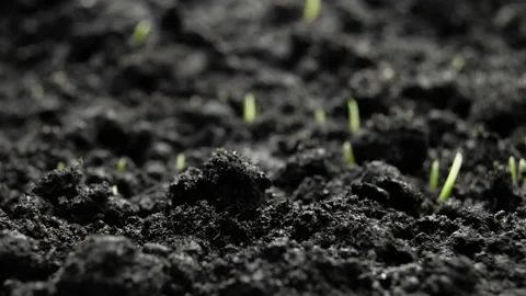 Growing Plants Timelapse Wheat Sprouts Germination Healthy Food Concept Stock Footage