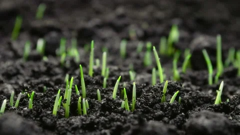 Growing Plants Timelapse Wheat Sprouts Germination Healthy Food Concept Stock Footage 164907801