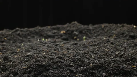 Growing plants in timelapse,Wheat Sprouts Germination newborn plant Stock Footage 138510363