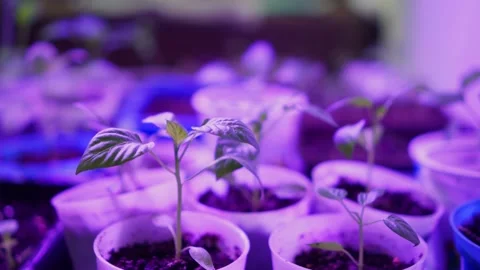 Growing plants under an ultraviolet lamp at home. Stock Footage 239606352