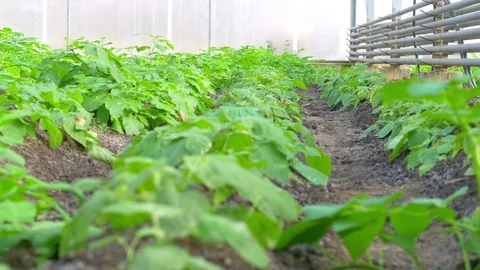 Growing potato in greenhouse Stock Footage 76238079