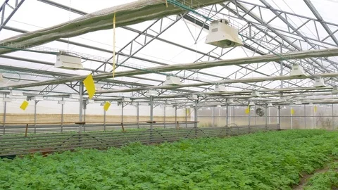 Growing potato in greenhouse Stock Footage 76238318