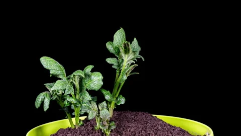 Growing Potato Rising from Soil Time Lapse Video on a Black Background. Ger.. Stock Footage 336626364
