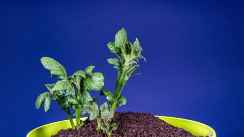 Growing Potato Rising from Soil Time Lapse Video on a Blue Background. Germ.. Stock Footage 337121399