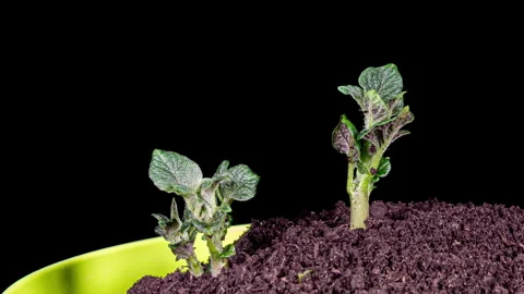 Growing Potato Rising from Soil Time Lapse Video on a Black Background. Ger.. Stock Footage 340154358