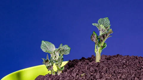 Growing Potato Rising from Soil Time Lapse Video on a Blue Background. Germ.. Stock Footage 342436717