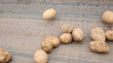 Growing potatoes and cleaning Stock Footage 85755698
