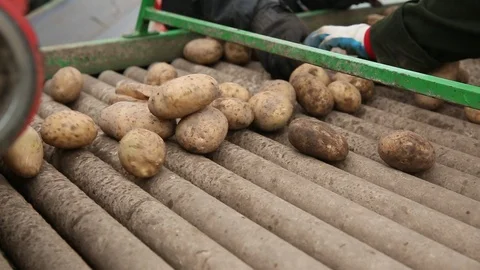 Growing potatoes and cleaning Stock Footage 85755710