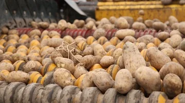 Growing potatoes and cleaning Stock Footage 85755749