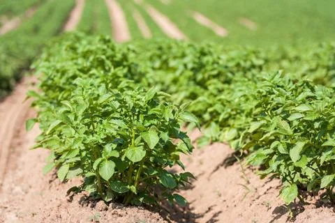 Growing potatoes Stock Photos