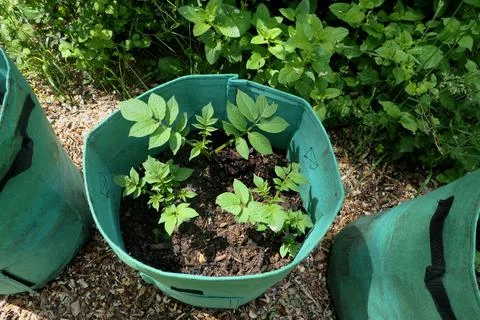 Growing Potatoes. Stock Photos