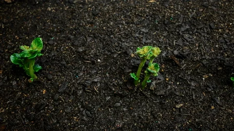 Growing Potatoes in the vegetable garden Stock Footage 54573561
