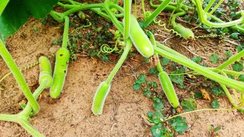 Growing up pumpkin crop Photos