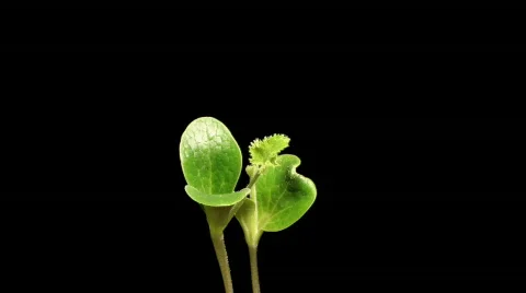 Growing Pumpkin Plant Stock Footage 375466