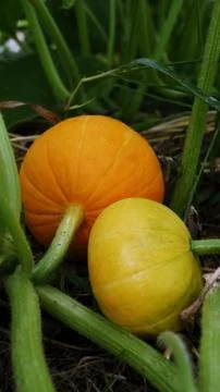 Growing Pumpkins 库存照片