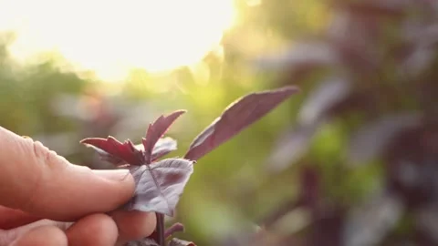 Growing purple basil. 2 Shots. Vídeo Stock 326417981