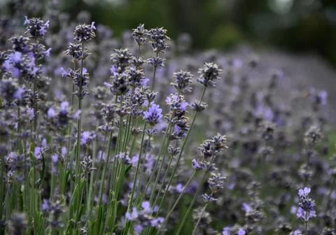 Growing purple lavender flower In a field Stock Photos