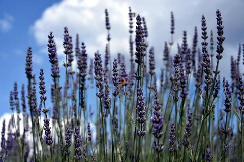 Growing purple lavender flower In a field Stock Photos