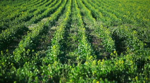 Growing Rape Field Stock Footage 49286911
