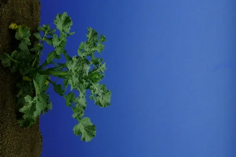 Growing rapeseed, rape, oilseed rape. Timelapse colour key Stock Footage 111470582