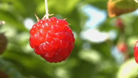 The growing raspberries. Close-up. Видео 70303659
