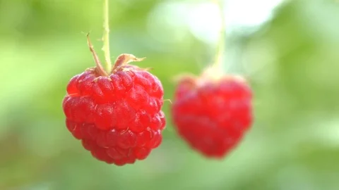 The growing raspberries. Close-up. Video stock 70303772