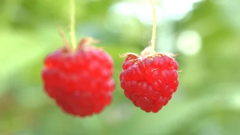 The growing raspberries. Close-up. Stockbeeldmateriaal 70304245