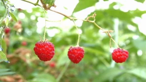 The growing raspberries. Stock Footage 70303670
