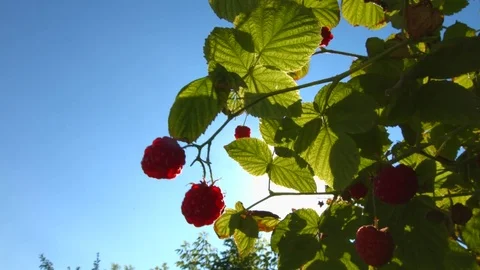 The growing raspberries. Stock-Footage 70303818